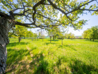Prodej stavebního pozemku 3623 m² Bučovice